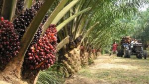 Yomou : le maire de Diécké évoque les raisons de sa démission de l'UFR pour le RPG arc-en-ciel