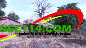 Labé: plusieurs villages envahis par des chimpanzés, les habitants terrorisés