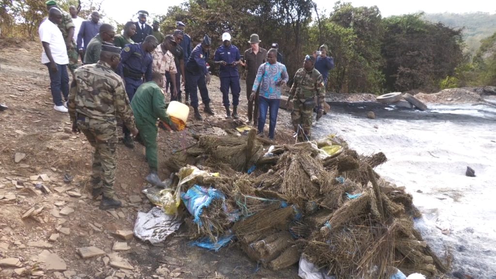Chanvre indien incinéré à Labé: 276,5 kg selon le procureur, le gouverneur demande plus d'efforts