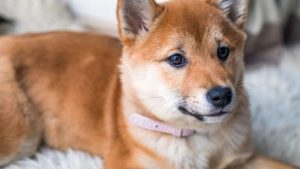 Insolite: un homme surpris en plein ébat avec une chienne (médias)