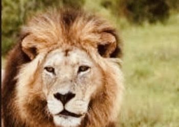 Journée mondiale du lion : Mohamed Kaloga alerte sur la disparition progressive d’une espèce emblématique
